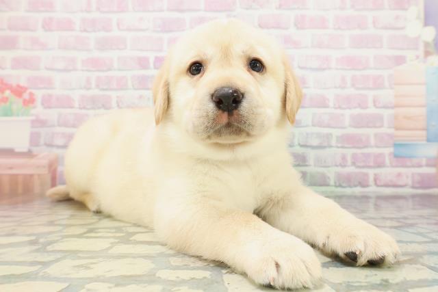 北海道のラブラドールレトリーバー (Coo&RIKU旭川店/2026年5月8日生まれ/男の子/イエロー)の子犬の3枚目の画像