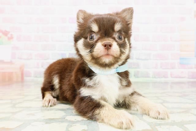 青森県のチワワ(ロング) (Coo&RIKU弘前店/2026年5月8日生まれ/男の子/チョコレートタンホワイト)の子犬の3枚目の画像