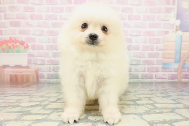 東京都のポメラニアン (Coo&RIKU高円寺店/2026年5月7日生まれ/男の子/クリーム)の子犬の1枚目の画像