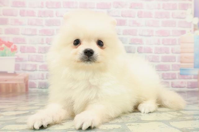東京都のポメラニアン (Coo&RIKU高円寺店/2026年5月7日生まれ/男の子/クリーム)の子犬の2枚目の画像