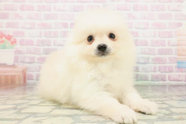 東京都のポメラニアン (Coo&RIKU高円寺店/2026年5月7日生まれ/男の子/クリーム)の子犬の3枚目の画像