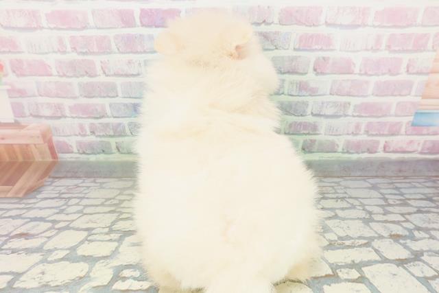 東京都のポメラニアン (Coo&RIKU高円寺店/2026年5月7日生まれ/男の子/クリーム)の子犬の4枚目の画像