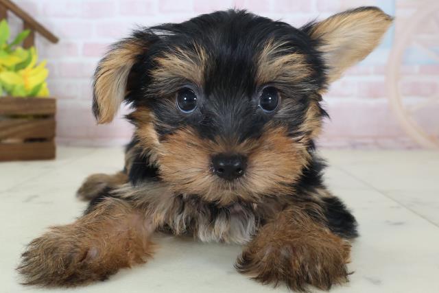 茨城県のヨークシャーテリア (Coo&RIKU牛久店/2026年5月8日生まれ/男の子/スチールブルータン)の子犬の1枚目の画像