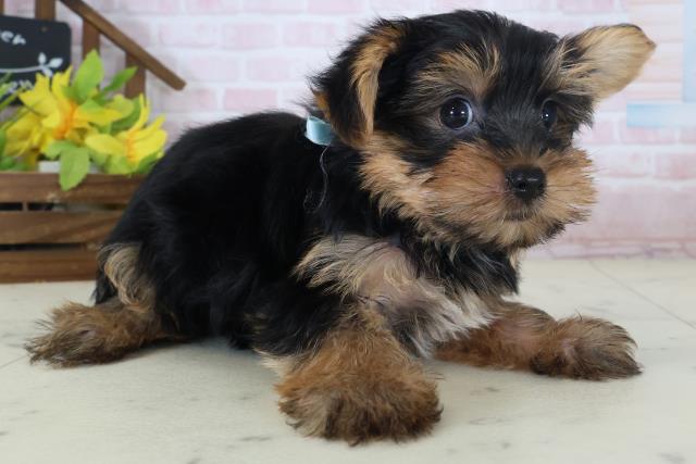 茨城県のヨークシャーテリア (Coo&RIKU牛久店/2026年5月8日生まれ/男の子/スチールブルータン)の子犬の2枚目の画像