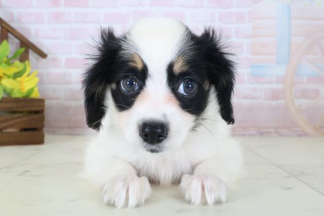 千葉県のパピヨン (Coo&RIKU八街店/2026年5月9日生まれ/男の子/トライカラー)の子犬の1枚目の画像