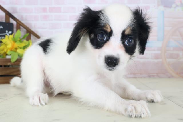 千葉県のパピヨン (Coo&RIKU八街店/2026年5月9日生まれ/男の子/トライカラー)の子犬の2枚目の画像