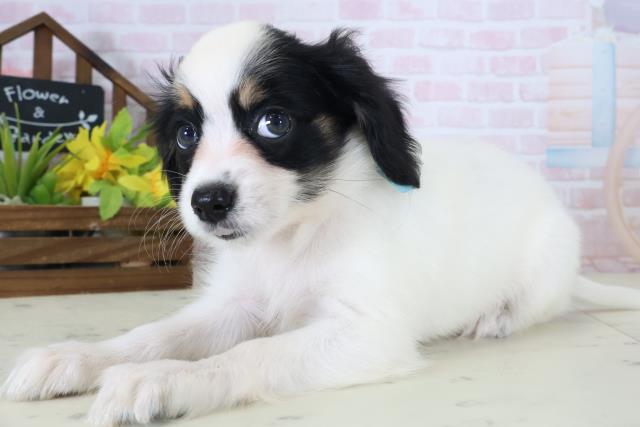 千葉県のパピヨン (Coo&RIKU八街店/2026年5月9日生まれ/男の子/トライカラー)の子犬の3枚目の画像