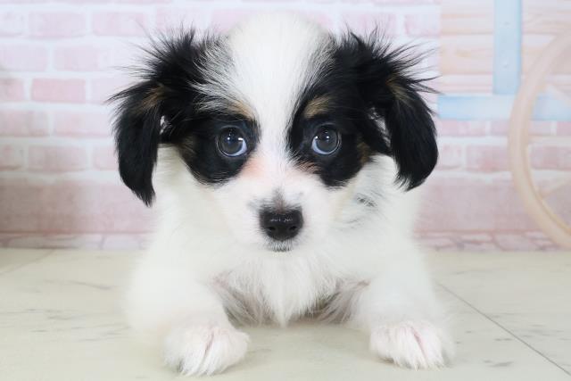 愛媛県のパピヨン (Coo&RIKU愛媛松山店/2026年5月9日生まれ/男の子/トライカラー)の子犬の1枚目の画像