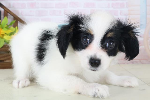 愛媛県のパピヨン (Coo&RIKU愛媛松山店/2026年5月9日生まれ/男の子/トライカラー)の子犬の2枚目の画像
