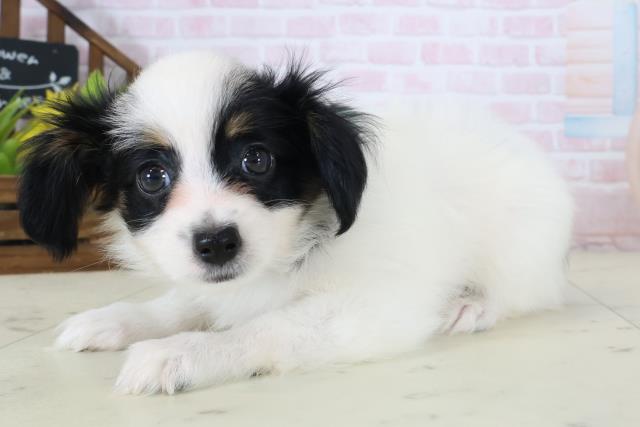 愛媛県のパピヨン (Coo&RIKU愛媛松山店/2026年5月9日生まれ/男の子/トライカラー)の子犬の3枚目の画像