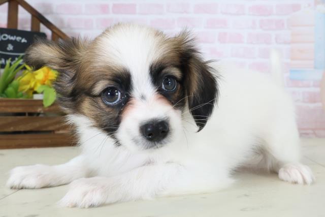 広島県のパピヨン (Coo&RIKU広島北店/2026年5月9日生まれ/女の子/ホワイトブラウン)の子犬の3枚目の画像