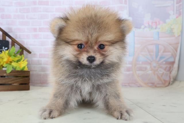 千葉県のポメラニアン (Coo&RIKU木更津店/2026年5月9日生まれ/男の子/オレンジセーブル)の子犬