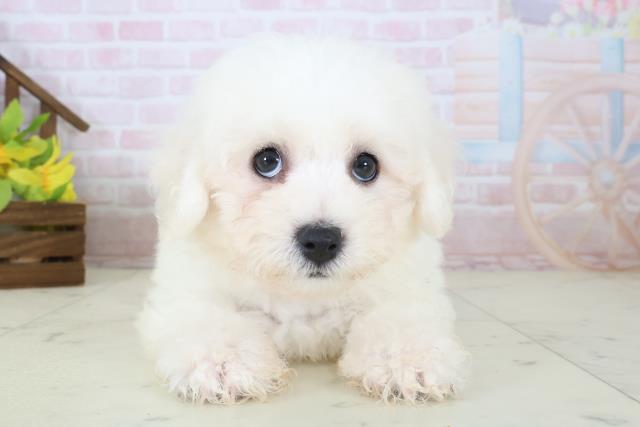 神奈川県のビションフリーゼ (Coo&RIKU長津田店/2026年5月10日生まれ/男の子/ホワイト)の子犬の1枚目の画像