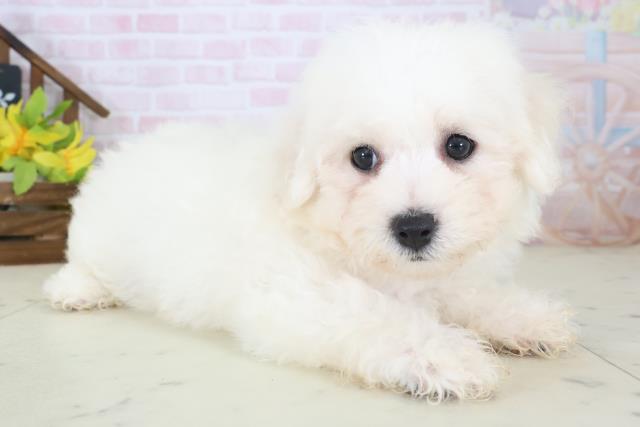 神奈川県のビションフリーゼ (Coo&RIKU長津田店/2026年5月10日生まれ/男の子/ホワイト)の子犬の2枚目の画像