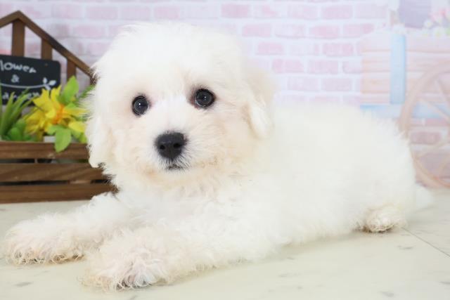 神奈川県のビションフリーゼ (Coo&RIKU長津田店/2026年5月10日生まれ/男の子/ホワイト)の子犬の3枚目の画像