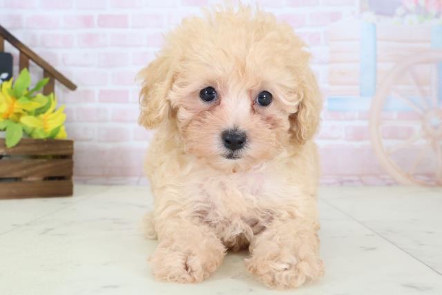 茨城県のトイプードル(トイ) (Coo&RIKU牛久店/2026年5月10日生まれ/女の子/オレンジフォーン)の子犬の1枚目の画像