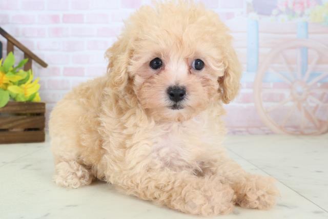 茨城県のトイプードル(トイ) (Coo&RIKU牛久店/2026年5月10日生まれ/女の子/オレンジフォーン)の子犬の2枚目の画像
