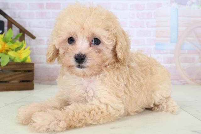 茨城県のトイプードル(トイ) (Coo&RIKU牛久店/2026年5月10日生まれ/女の子/オレンジフォーン)の子犬の3枚目の画像