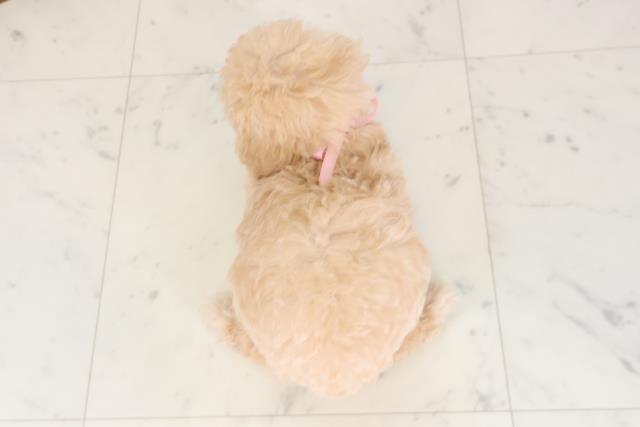 茨城県のトイプードル(トイ) (Coo&RIKU牛久店/2026年5月10日生まれ/女の子/オレンジフォーン)の子犬の4枚目の画像