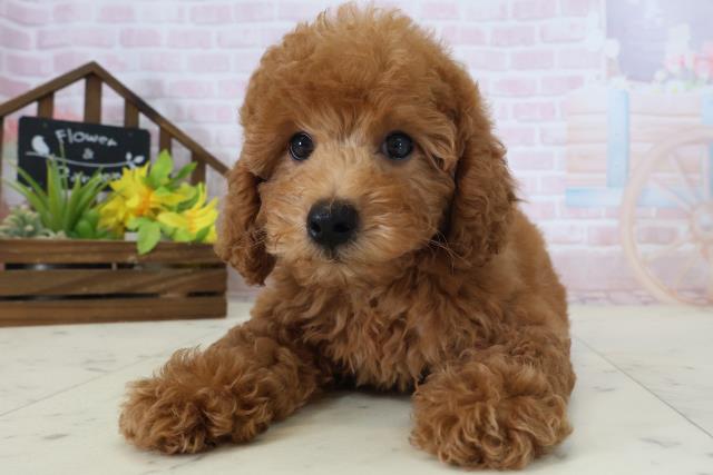 徳島県のトイプードル(トイ) (Coo&RIKU徳島店/2026年4月28日生まれ/男の子/オレンジフォーン)の子犬の1枚目の画像