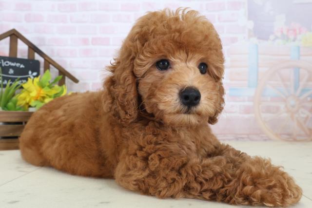 徳島県のトイプードル(トイ) (Coo&RIKU徳島店/2026年4月28日生まれ/男の子/オレンジフォーン)の子犬の2枚目の画像