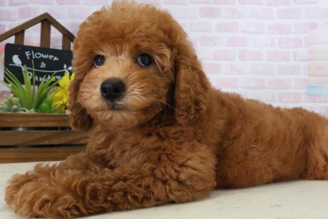 徳島県のトイプードル(トイ) (Coo&RIKU徳島店/2026年4月28日生まれ/男の子/オレンジフォーン)の子犬の3枚目の画像