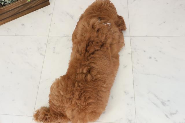 徳島県のトイプードル(トイ) (Coo&RIKU徳島店/2026年4月28日生まれ/男の子/オレンジフォーン)の子犬の4枚目の画像