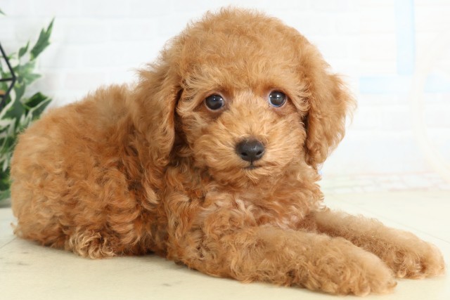 栃木県のトイプードル(トイ) (Coo&RIKUFKDインターパーク店/2026年5月8日生まれ/女の子/アプリコット)の子犬の2枚目の画像