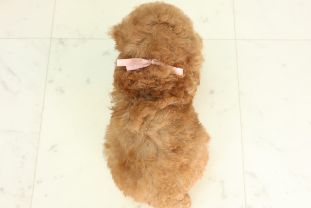 栃木県のトイプードル(トイ) (Coo&RIKUFKDインターパーク店/2026年5月8日生まれ/女の子/アプリコット)の子犬の4枚目の画像