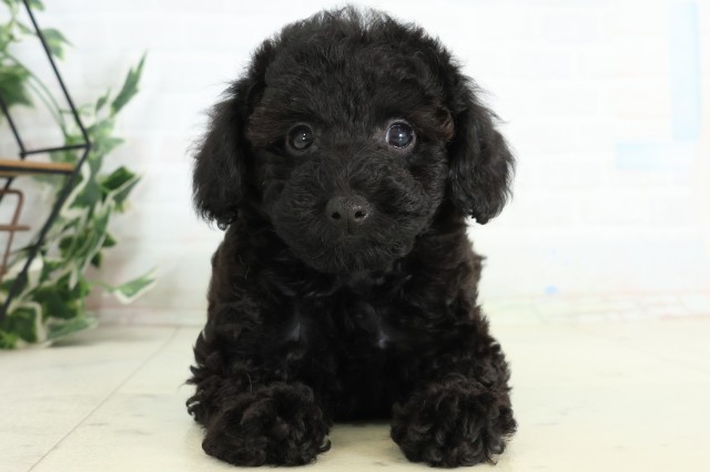 愛媛県のトイプードル(トイ) (Coo&RIKU愛媛松山店/2026年5月9日生まれ/男の子/ブラック)の子犬の1枚目の画像