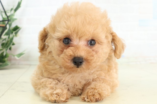 広島県のトイプードル(トイ) (Coo&RIKU広島中央店/2026年5月9日生まれ/男の子/クリーム)の子犬の1枚目の画像