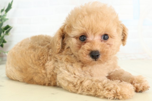 広島県のトイプードル(トイ) (Coo&RIKU広島中央店/2026年5月9日生まれ/男の子/クリーム)の子犬の2枚目の画像