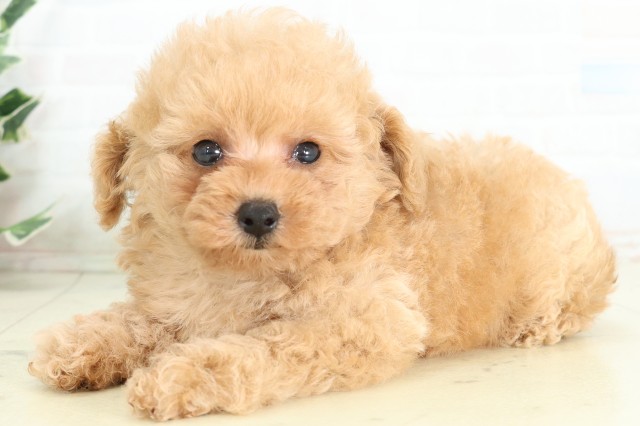 広島県のトイプードル(トイ) (Coo&RIKU広島中央店/2026年5月9日生まれ/男の子/クリーム)の子犬の3枚目の画像