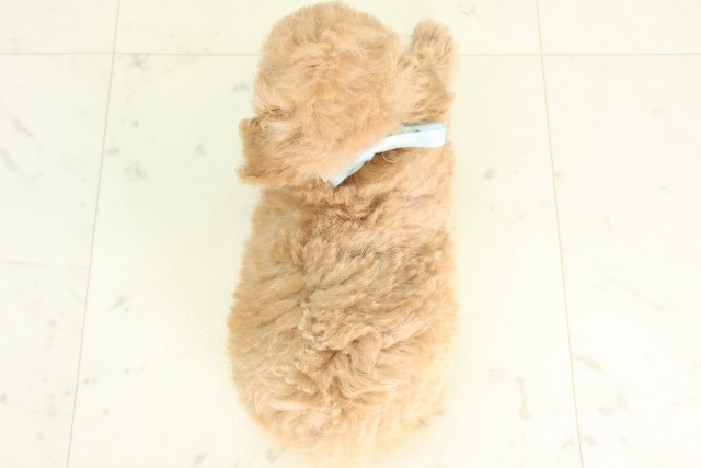 広島県のトイプードル(トイ) (Coo&RIKU広島中央店/2026年5月9日生まれ/男の子/クリーム)の子犬の4枚目の画像