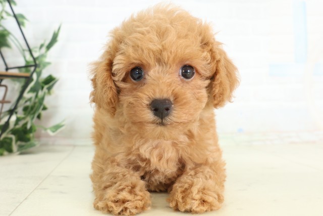栃木県のトイプードル(トイ) (Coo&RIKU宇都宮店/2026年5月9日生まれ/女の子/アプリコット)の子犬の1枚目の画像