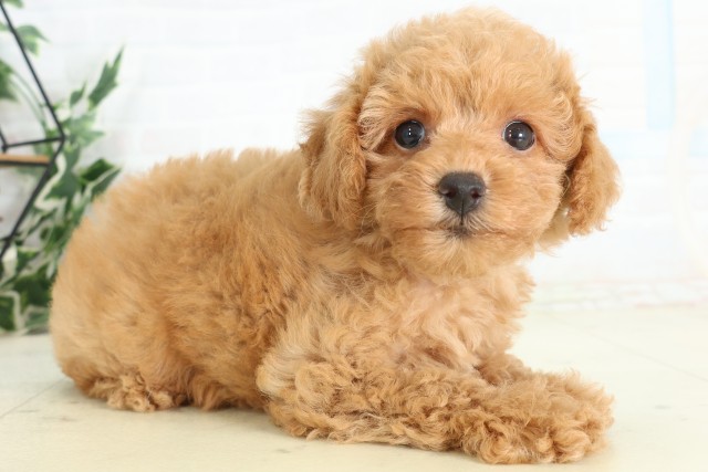 栃木県のトイプードル(トイ) (Coo&RIKU宇都宮店/2026年5月9日生まれ/女の子/アプリコット)の子犬の2枚目の画像