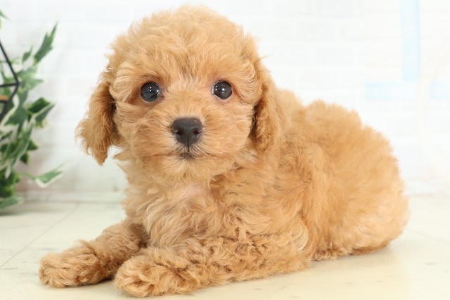 栃木県のトイプードル(トイ) (Coo&RIKU宇都宮店/2026年5月9日生まれ/女の子/アプリコット)の子犬の3枚目の画像
