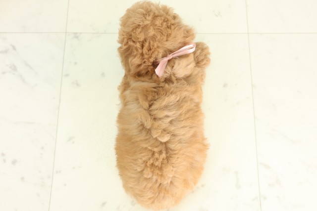 栃木県のトイプードル(トイ) (Coo&RIKU宇都宮店/2026年5月9日生まれ/女の子/アプリコット)の子犬の4枚目の画像