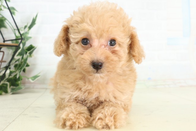 千葉県のトイプードル(トイ) (Coo&RIKU流山店/2026年5月9日生まれ/女の子/クリーム)の子犬の1枚目の画像