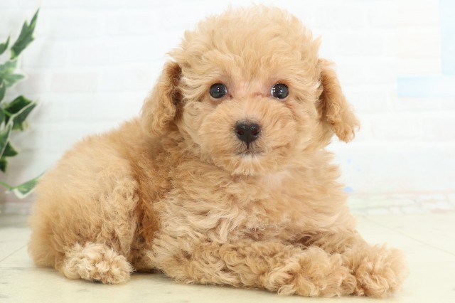 千葉県のトイプードル(トイ) (Coo&RIKU流山店/2026年5月9日生まれ/女の子/クリーム)の子犬の2枚目の画像