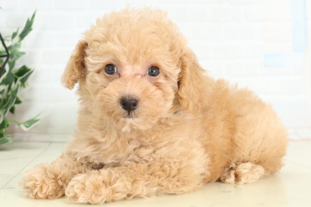 千葉県のトイプードル(トイ) (Coo&RIKU流山店/2026年5月9日生まれ/女の子/クリーム)の子犬の3枚目の画像