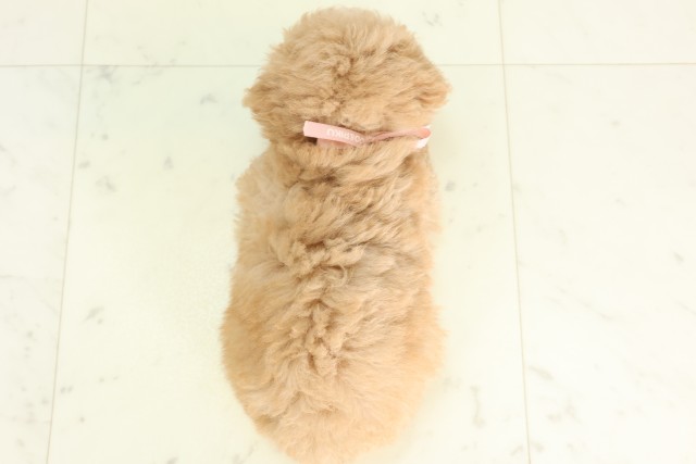 千葉県のトイプードル(トイ) (Coo&RIKU流山店/2026年5月9日生まれ/女の子/クリーム)の子犬の4枚目の画像