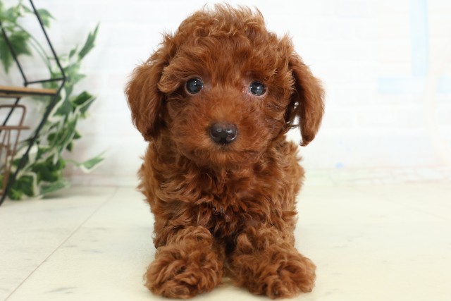 千葉県のトイプードル(トイ) (Coo&RIKU八街店/2026年5月10日生まれ/男の子/アプリコット)の子犬の1枚目の画像
