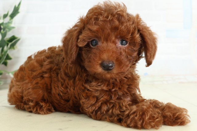 千葉県のトイプードル(トイ) (Coo&RIKU八街店/2026年5月10日生まれ/男の子/アプリコット)の子犬の2枚目の画像