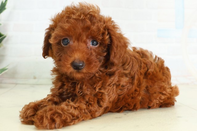 千葉県のトイプードル(トイ) (Coo&RIKU八街店/2026年5月10日生まれ/男の子/アプリコット)の子犬の3枚目の画像