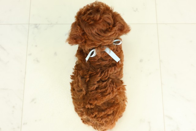千葉県のトイプードル(トイ) (Coo&RIKU八街店/2026年5月10日生まれ/男の子/アプリコット)の子犬の4枚目の画像