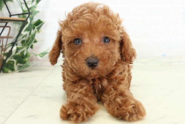 東京都のトイプードル(トイ) (Coo&RIKU足立本店/2026年5月10日生まれ/男の子/アプリコット)の子犬の1枚目の画像
