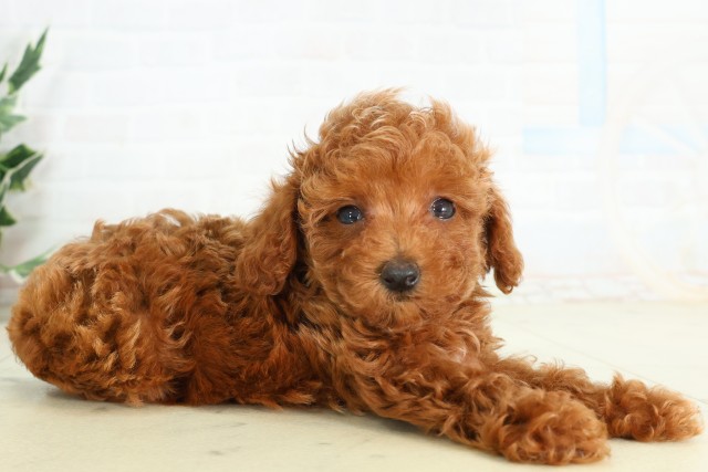 東京都のトイプードル(トイ) (Coo&RIKU足立本店/2026年5月10日生まれ/男の子/アプリコット)の子犬の2枚目の画像