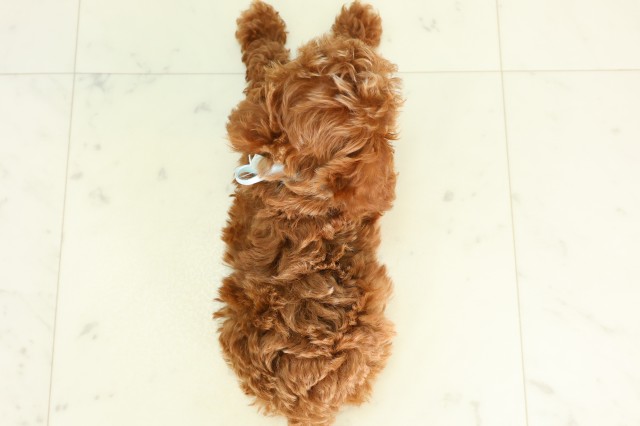 東京都のトイプードル(トイ) (Coo&RIKU足立本店/2026年5月10日生まれ/男の子/アプリコット)の子犬の4枚目の画像