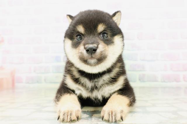東京都の豆柴 (Coo&RIKU高円寺店/2026年5月10日生まれ/男の子/黒)の子犬の1枚目の画像